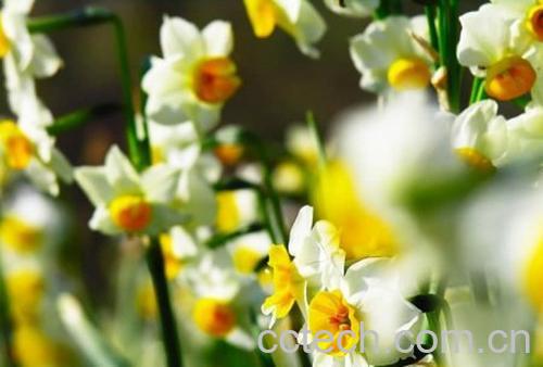 果蔬百科水仙-0