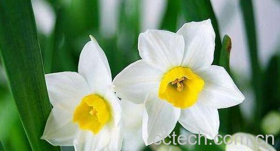 水仙花的功效与作用及禁忌-1