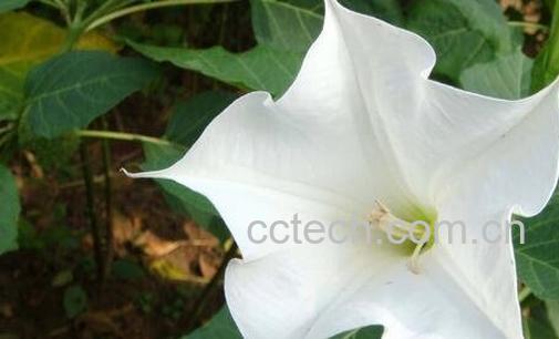 曼陀罗花的药用功效与禁忌-0