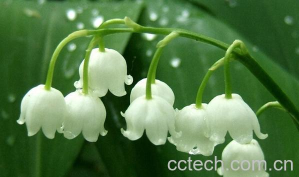 果蔬百科铃兰春兰-0