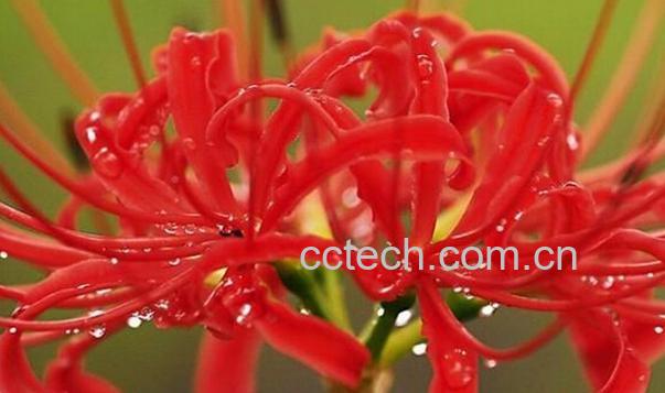 果蔬百科曼陀罗花-0