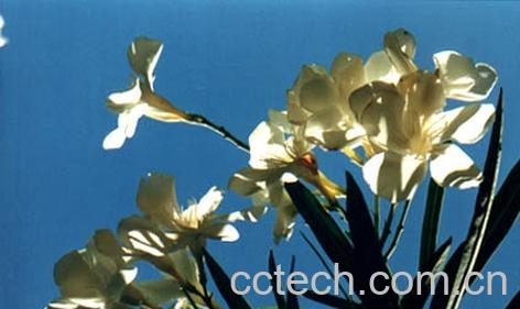 果蔬百科白花夹竹桃-0