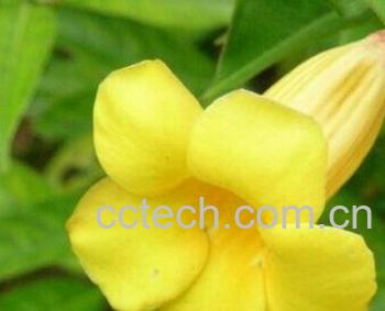 果蔬百科黄花夹竹桃-0