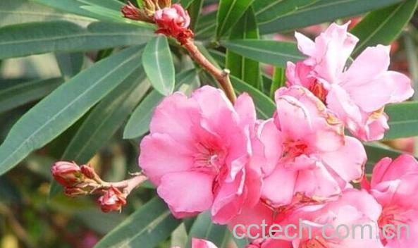 果蔬百科夹竹桃-0