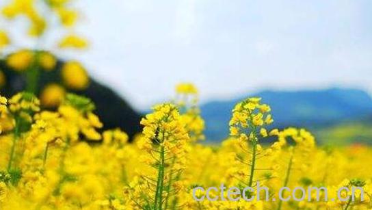 油菜花和青菜花的区别 油菜花的功效-0