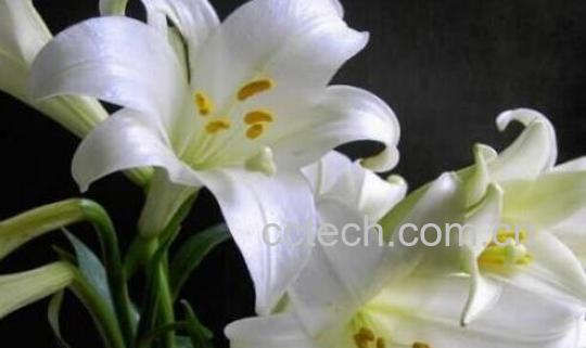 百合花的功效与作用 百合花可以吃吗-1