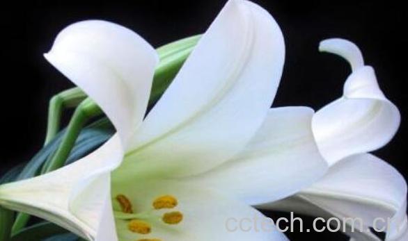 百合花的功效与作用 百合花可以吃吗-0