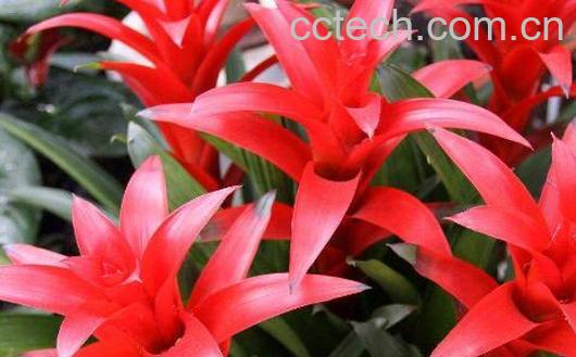 鸿运当头的养殖方法-0