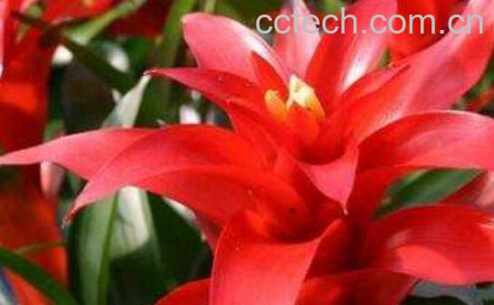 鸿运当头的养殖方法-1