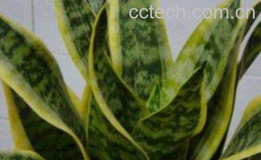 虎皮花的功效与作用-0