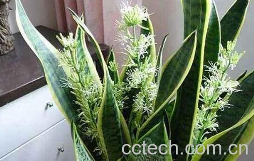 虎皮花的功效与作用-1