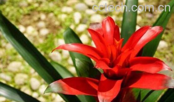 鸿运当头浇水的正确方法-0