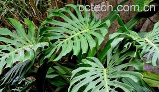 龟背竹的养殖方法-0