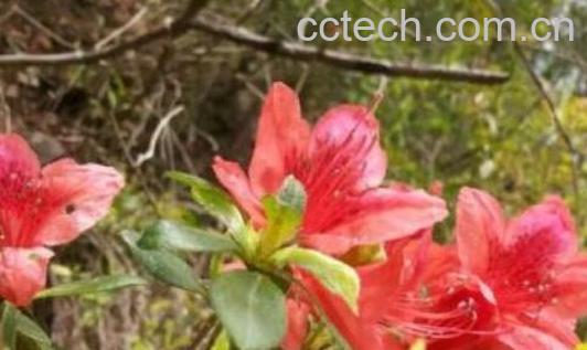 映山红泡水起什么作用-0