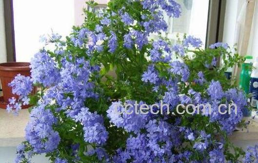 蓝雪花的养殖方法和注意事项有哪些-0