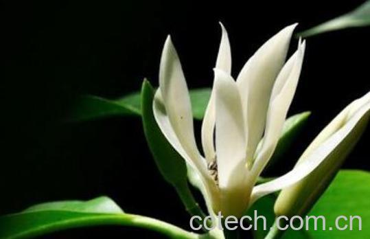 白兰花的养殖方法和注意事项有哪些-1