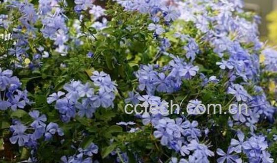 蓝雪花的养殖方法和注意事项有哪些-1