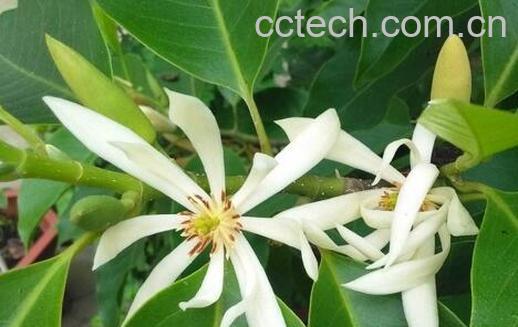 白兰花的养殖方法和注意事项有哪些-0