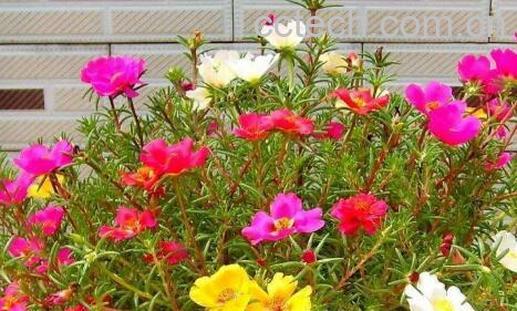 太阳花的种植方法和注意事项-0