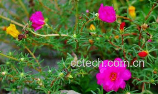 太阳花的种植方法和注意事项-1