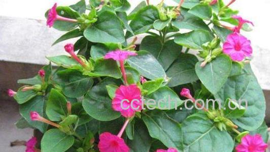 紫茉莉的药用功效和作用-1