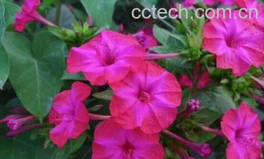 紫茉莉的药用功效和作用-0