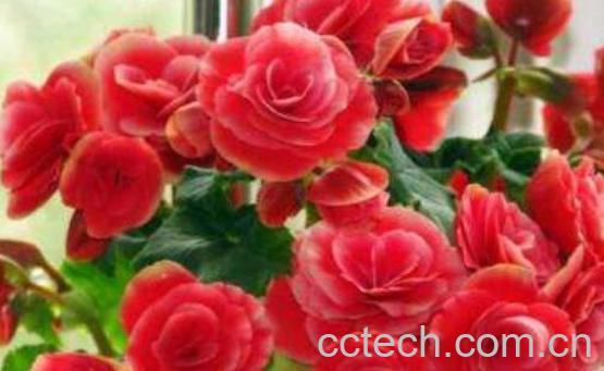 丽格海棠花的养殖方法和注意事项有哪些-1