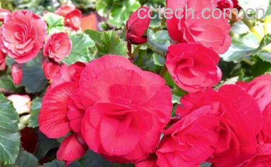 丽格海棠花的养殖方法和注意事项有哪些-0