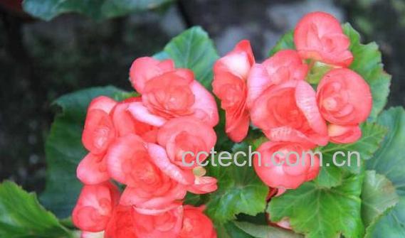 四季海棠花的养殖方法和注意事项有哪些-1