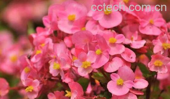 四季海棠花的养殖方法和注意事项有哪些-0