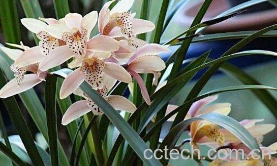 兰花养殖方法和注意事项有哪些-0