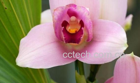 兰花养殖方法和注意事项有哪些-1