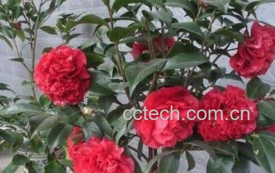 盆栽茶花的养殖方法和注意事项有哪些-0