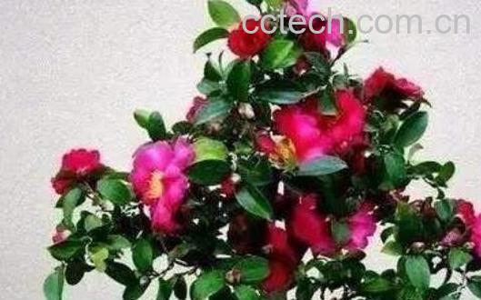 盆栽茶花的养殖方法和注意事项有哪些-1