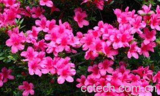 杜鹃花养殖方法和注意事项有哪些-0