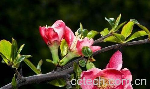 木瓜海棠花的养殖方法和注意事项有哪些-1