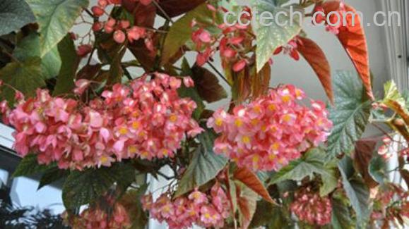 竹节海棠花的养殖方法和注意事项有哪些-0