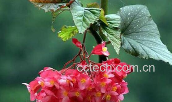 竹节海棠花的养殖方法和注意事项有哪些-1