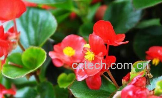 臭海棠花的养殖方法和注意事项有哪些-0