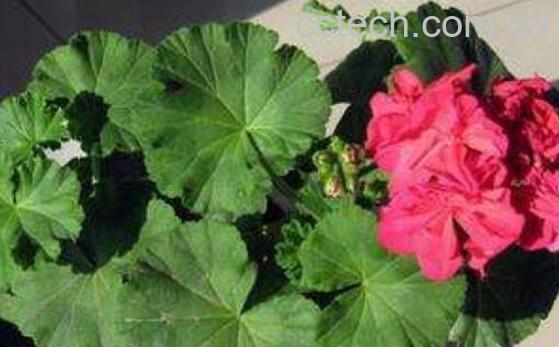 臭海棠花的养殖方法和注意事项有哪些-1