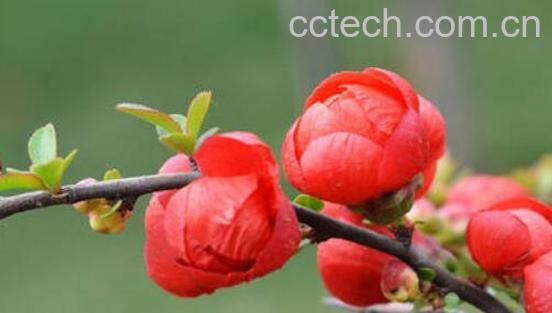 贴梗海棠花的养殖方法和注意事项有哪些-1