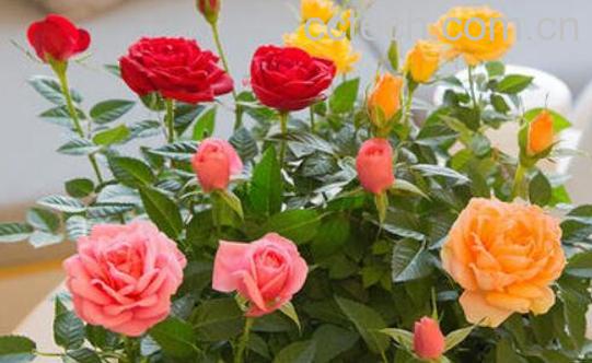 花的养殖方法和注意事项有哪些-1