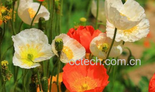 花的养殖方法和注意事项有哪些-0