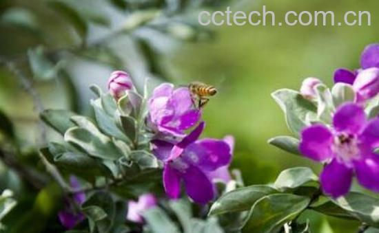 玉芙蓉的养殖方法和注意事项-1