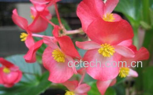 秋海棠花的养殖方法和注意事项有哪些-1