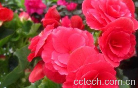 秋海棠花的养殖方法和注意事项有哪些-0