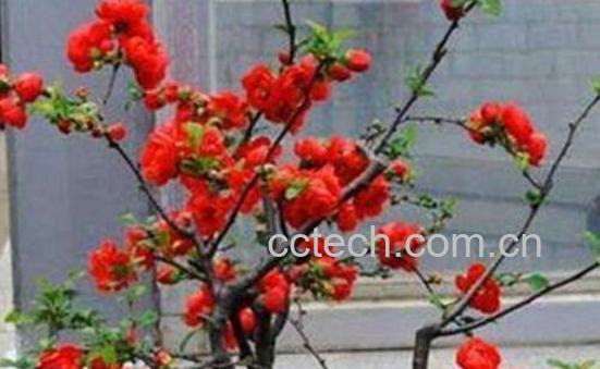 日本海棠花的养殖方法和注意事项有哪些-0