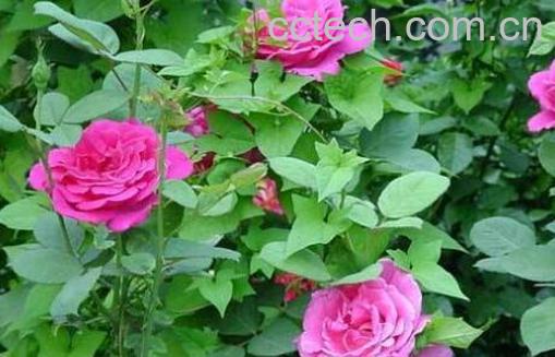 月季花的养殖方法和注意事项有哪些-0