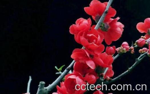 日本海棠花的养殖方法和注意事项有哪些-1