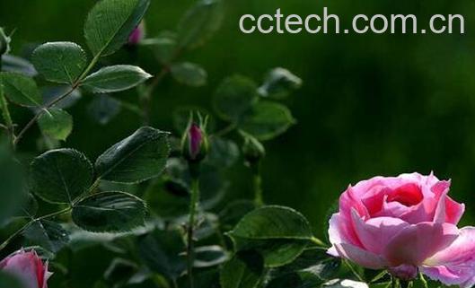 月季花的养殖方法和注意事项有哪些-1